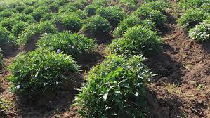 Maybe you would like to learn more about one of these? A Sweet Potato Solution To Malnutrition