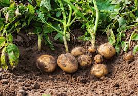 I live in eastern oregon and garden in a zone 5. Growing Potatoes In Your Garden 2021 E Agrovision