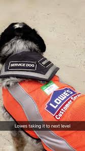 Pin On Service Dog