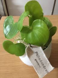 楽天市場 土を使ってないから 鉢が倒れても安心 ハート型の観葉植物 フィロデンドロン グラジエラエ 育てやすい観葉植物 育て方説明書付き ミニ観葉植物 インテリア E 花屋さん 未購入を含む みんなのレビュー 口コミ