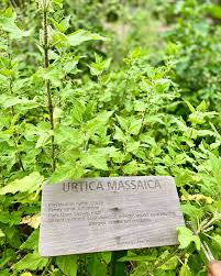 Image result for Urtica massaica