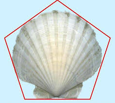 La Coquille St Jacques Ses Vertus Et Son Utilisation Universite En Parapsychologie Coquille St Jacques Coquille Saint Jacques St Jacques