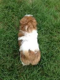 Internationally respected breeder/judge with over 120 champions around the world. Adorable Red White Black Black White Red Shih Tzu Puppies For Sale In Virginia Beach Virginia Classified Americanlisted Com
