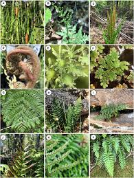 Image result for Equisetaceae