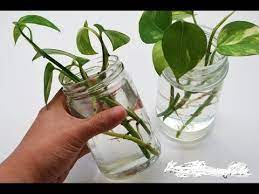 How To Grow Money Plant Into Water How To Care Money Plant Urdu Hindi Bamboo Plant Care Money Plant In Water Lucky Bamboo Plants