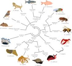 Flow Chart Of Vertebrates And Invertebrates Diagram