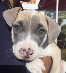 Maybe you would like to learn more about one of these? Pitbull Pups Rocket Dog Rescue