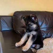 Flokki is a very unique blend of german shepherd and collie for adoption in killeen texas. German Shepherd Puppies For Adoption Home Facebook