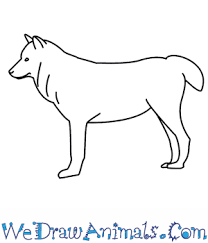 How To Draw A Wolf This is quite easy drawing and i am sure kids are going to enjoy this drawing. how to draw a wolf