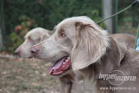 Image result for výmarský dlouhosrstý ohař