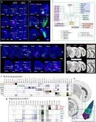 Natural health remedies are less invasive. Connectivity Characterization Of The Mouse Basolateral Amygdalar Complex Nature Communications