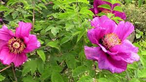 посадка цветов на рассаду в марте по лунному календарю Posadite Eti Mnogoletnie Rasteniya V Sadu V Mae Vash Sad Budet V Cvetu Mnogoletnie Rasteniya Piony Cvety