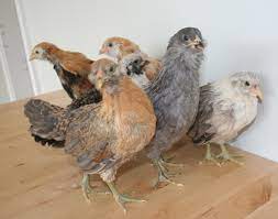 6 week old easter egger rooster. Marin Chickens 6 Weeks Old Marin Homestead