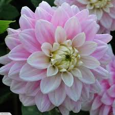 We did not find results for: Dahlia Offshore Dream Sale Price Beautifully Formed Soft Pink Cream Crown Dahlia Beautiful Flowers Plants