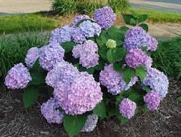 Are There Hydrangeas That Bloom Twice A Year Hydrangea Endless Summer Hydrangea Horticulture