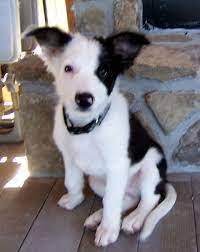 My Border Collie Smokey Joe At 3 Months