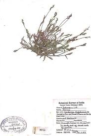 Image result for Coelachne