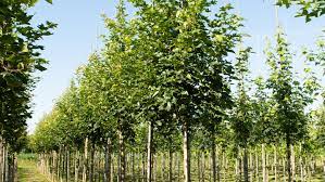 Check spelling or type a new query. Acer Pacific Sunset Treeebb Baumsuchmaschine Im Internet Baumschule Ebben