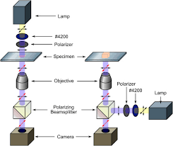 Image result for Polarized Microscopy