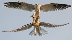 Black Bird With White Tail Tip White Tailed Kite Juvenile Getting Food From Parent Mountain View Taken In California Usa June 2019 Pet Birds Beautiful Birds Kite