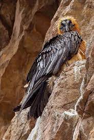 Von der leichtigkeit des unterwegsseins. 360 Bartgeier Gypaetus Barbatus Ideen In 2021 Bartgeier Geier Vogel