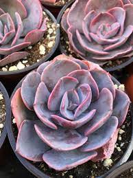 Check spelling or type a new query. 4 Echeveria Dusty Rose Suculentas Coloridas Cactos E Suculentas Suculentas