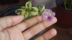 Image result for Asystasia vogeliana