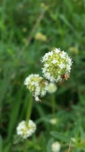 Image result for Spermacoce