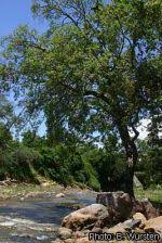 Image result for Breonadia