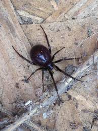 How can you spot a false widow spider? Pictures Can You Spot The Real False Widow Spider Daily Echo