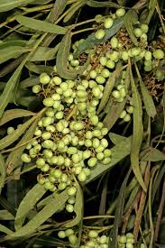 Image result for Searsia lancea