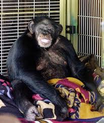 10 vụ tấn công nổi tiếng nhất của động vật - Báo VnExpress