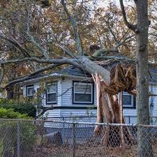 Check spelling or type a new query. Is Storm Damage To Trees Covered By Insurance Tree Spark