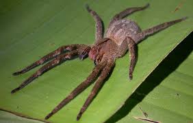Die brasilianische wanderspinne gehört mit zu den giftigsten spinnen der welt. Wo Der Brasilianische Wandernde Spinne Telefonutrien Lebt Der Giftigste Spinne Der Welt 10 Fotos Soziale Struktur Und Reproduktion