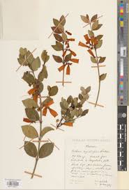 Image result for Halleria elliptica