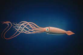 Giant Squid Giant Squid Underwater Wallpaper Ocean Life