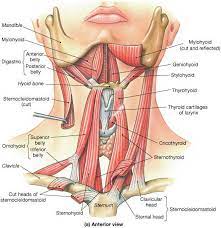 Head and neck cancer images and anatomy. Bony Anatomy Of The Neck Ent Clinic Sydney