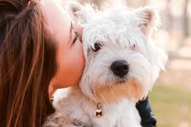 You can tell by her demeanor that she takes great care of our dog. Waterhouse Animal Hospital Fresno Clovis Ca Woodward Park