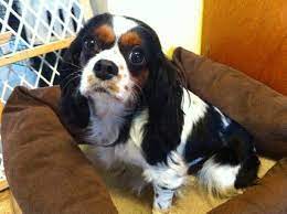 Lovely Lucy Lucky Star Cavalier Rescue Mn Cavalier King Charles Spaniel Cavalier Rescue King Charles Spaniel