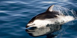 Five Common Dolphin Species Scuba Diver Life