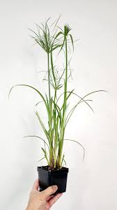 Image result for Cyperus maculatus