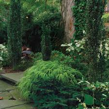 There's no rule that says you have to line your whole foundation with evergreens. Conifers For Shade Finegardening