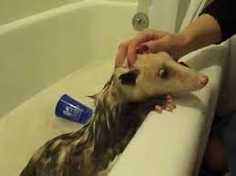 What to do if you find orphaned opossums. Opossum Bath Time Youtube