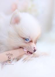 Thanks for visiting our website,we are a dedicated family and lovers of pure breed teacup size pomeranian puppies. Blue Eyed Pomeranian Puppies Teacup Puppies Boutique