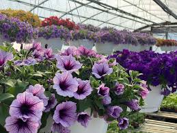 These totally carefree, easy to grow plants, come highly recommended and can provide a stunning mix of shades in both pots and baskets. Cox Farms Rows Of Flowering Hanging Baskets Are Hanging In A Greenhouse The Forefront Features The Stunning Bordeaux Supertunia A Trailing Light Purple Petunia With Dark Purple Veining And Deep Green