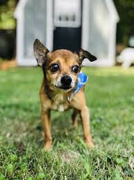 Looking where to adopt a dog or cat near you? Hope Animal Rescue Reviews And Ratings Durham Nc Donate Volunteer Review Greatnonprofits