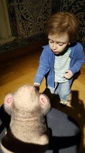 Patricia Piccinini 15 15th Istanbul Biennial Exhibition At Abdulmejid Pavilion Private Collection Omer Koc Turkish Businessman Istan Human Art Shag Rug Art