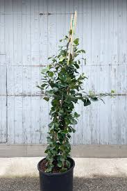 Image result for Ficus triangularis