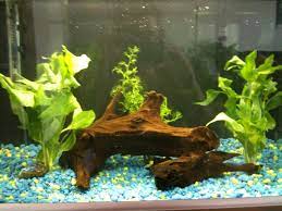 Rosette plants like cryptocoryne, echinodorus and so on. How To Weigh Down Aquarium Plants Aquarium Views