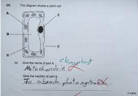 Review and cite plant cell protocol, troubleshooting and other methodology information | contact experts in plant cell to get answers. Plant Cell Question In Age 12 Science Test Biology Stack Exchange